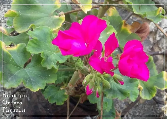 Boutique Quinta Physalis * Fenais da Luz