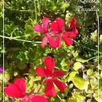 בית אירוח Boutique Quinta Physalis Fenais da Luz