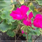 Boutique Quinta Physalis * Fenais da Luz