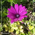בית אירוח Boutique Quinta Physalis