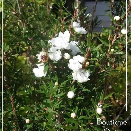 Privatunterkunft Boutique Quinta Physalis