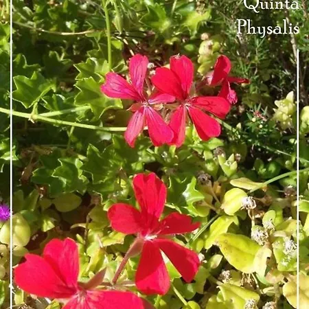 Accommodatie bij particulieren Boutique Quinta Physalis Fenais da Luz