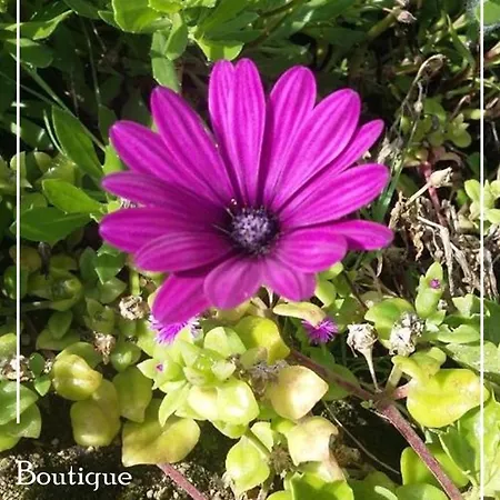 Homestay Boutique Quinta Physalis