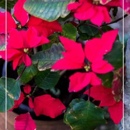 Boutique Quinta Physalis