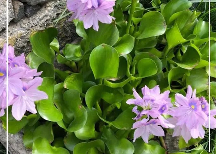 Boutique Quinta Physalis