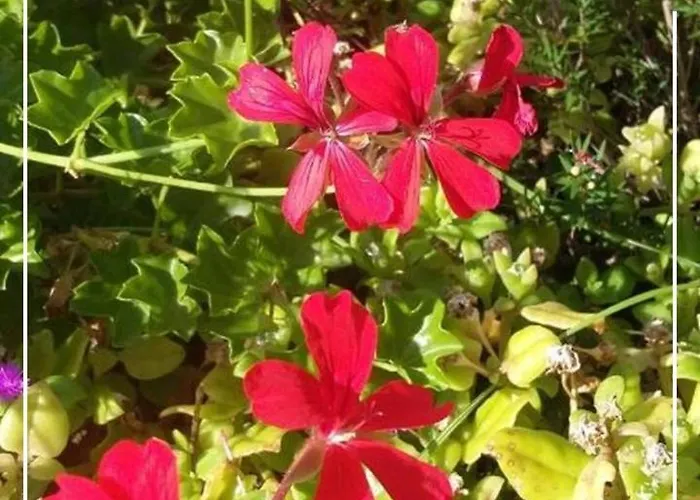 Kwatera prywatna Boutique Quinta Physalis Fenais da Luz