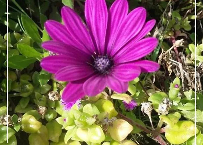 Privatunterkunft Boutique Quinta Physalis