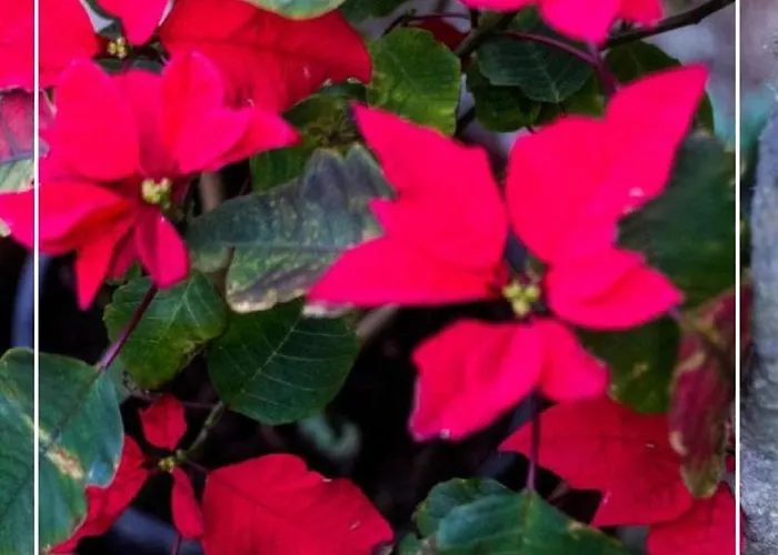 Boutique Quinta Physalis